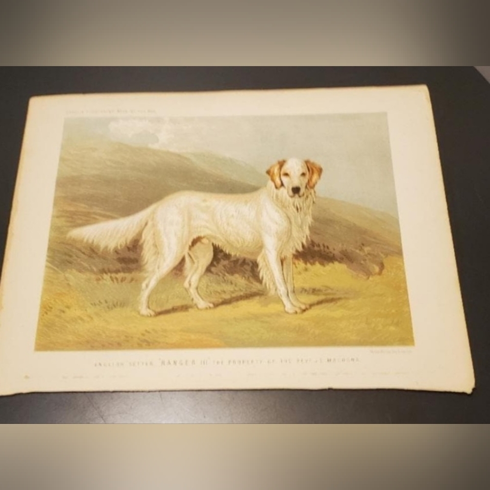 Original antique// Chromolithograph/Cassell’s Illustrated Book of the Dog